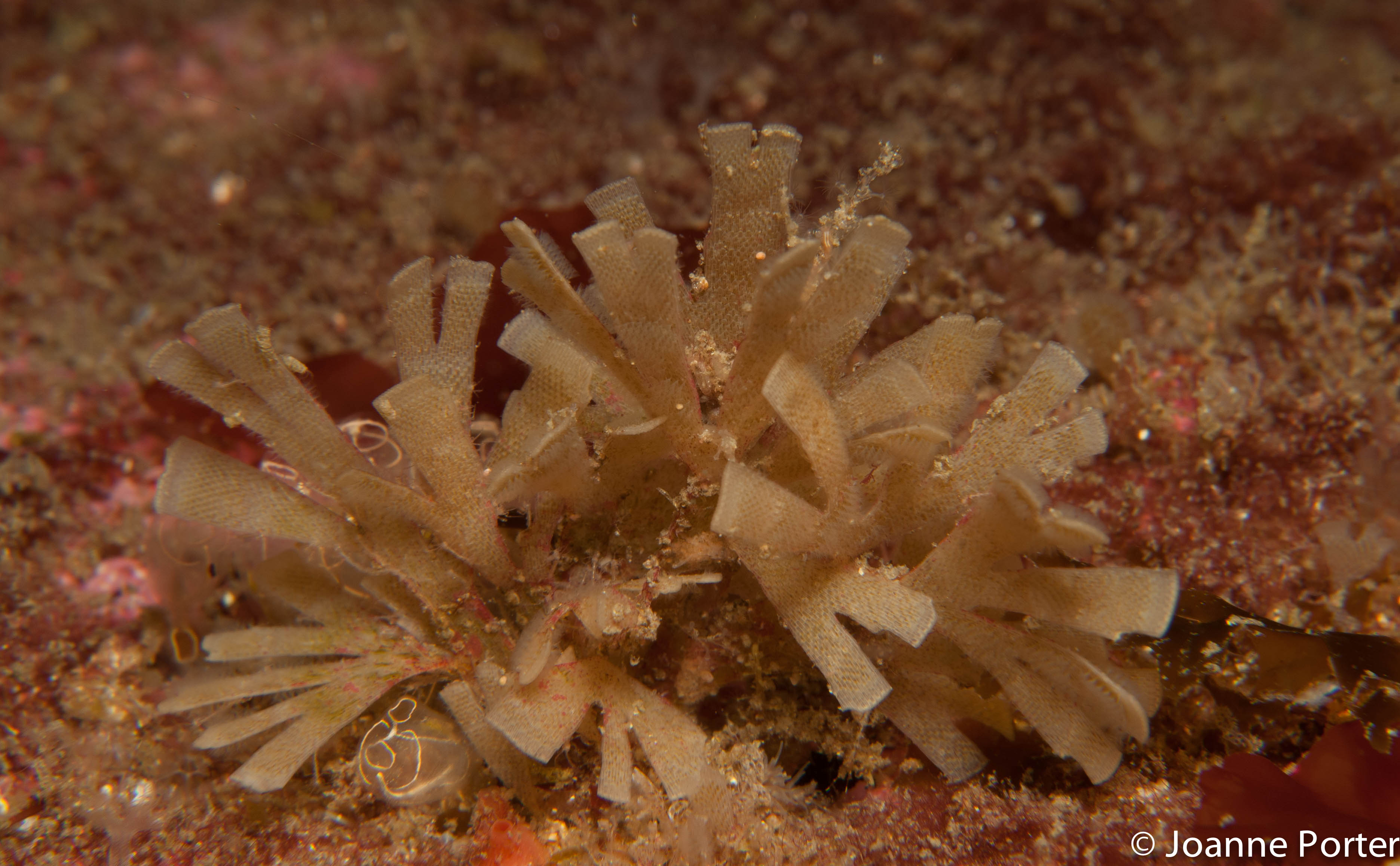Bryozoa of the British Isles
